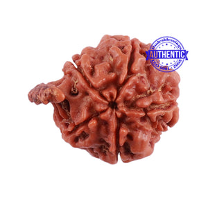 Nepalese Ganesh Rudraksha - Bead No. 95