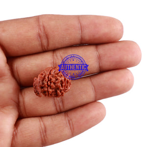 Nepalese Ganesh Rudraksha - Bead No. 95