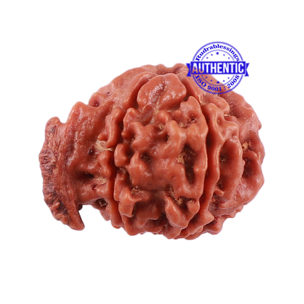 Nepalese Ganesh Rudraksha - Bead No. 95