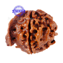 Load image into Gallery viewer, Nepalese Ganesh Rudraksha - Bead No. 17
