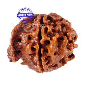 Nepalese Ganesh Rudraksha - Bead No. 17