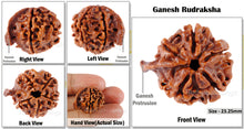 Load image into Gallery viewer, Nepalese Ganesh Rudraksha - Bead No. 17
