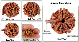 Nepalese Ganesh Rudraksha - Bead No. 17