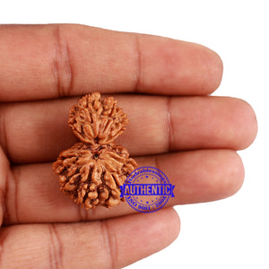 10 Mukhi Nepalese Garbh Gauri Rudraksha - Bead No. 29