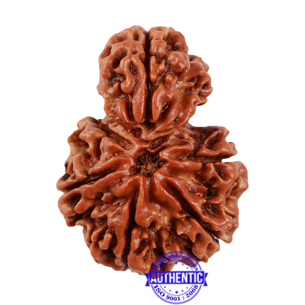 7 Mukhi Nepalese Garbh Gauri Rudraksha - Bead No. 37