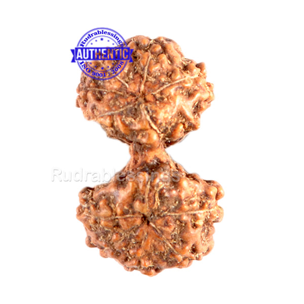 Gaurishanker Rudraksha from Indonesia - 100