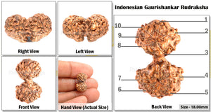 Gaurishanker Rudraksha from Indonesia - 100