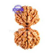 Load image into Gallery viewer, Gaurishanker  Nepalese Rudraksha Bead No. 1
