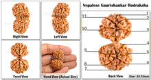 Load image into Gallery viewer, Gaurishanker  Nepalese Rudraksha Bead No. 1
