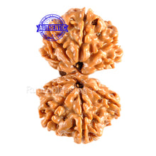 Load image into Gallery viewer, Gaurishanker  Nepalese Rudraksha Bead No. 2
