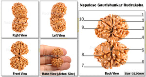 Gaurishanker  Nepalese Rudraksha Bead No. 2