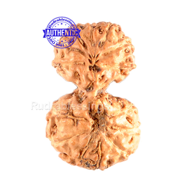 Gaurishanker Rudraksha from Indonesia - 87