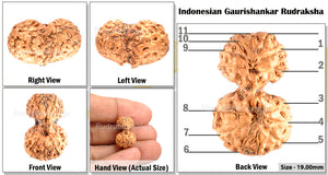 Gaurishanker Rudraksha from Indonesia - 87