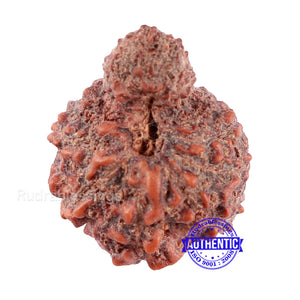 Indonesian Garbh Gauri Rudraksha - Bead No. 10