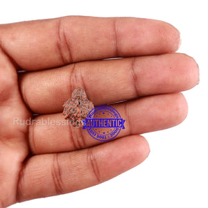 Indonesian Garbh Gauri Rudraksha - Bead No. 10