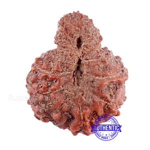 Indonesian Garbh Gauri Rudraksha - Bead No. 10