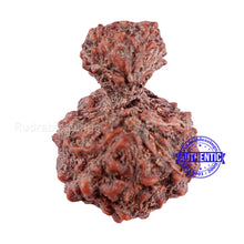 Load image into Gallery viewer, Indonesian Garbh Gauri Rudraksha - Bead No. 11
