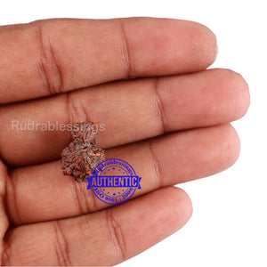 Indonesian Garbh Gauri Rudraksha - Bead No. 11