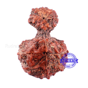 Indonesian Garbh Gauri Rudraksha - Bead No. 11