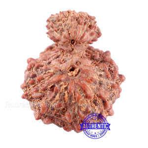 Indonesian Garbh Gauri Rudraksha - Bead No. 13