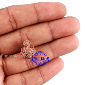 Indonesian Garbh Gauri Rudraksha - Bead No. 13