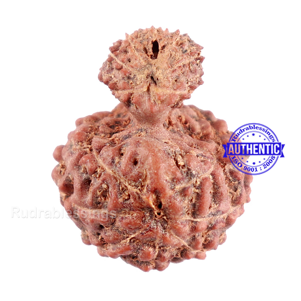 Indonesian Garbh Gauri Rudraksha - Bead No. 13