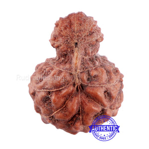 Indonesian Garbh Gauri Rudraksha - Bead No. 3