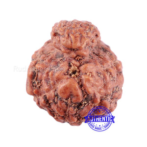 Indonesian Garbh Gauri Rudraksha - Bead No. 5