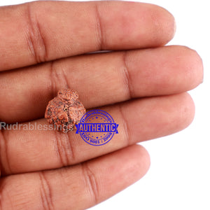 Indonesian Garbh Gauri Rudraksha - Bead No. 5