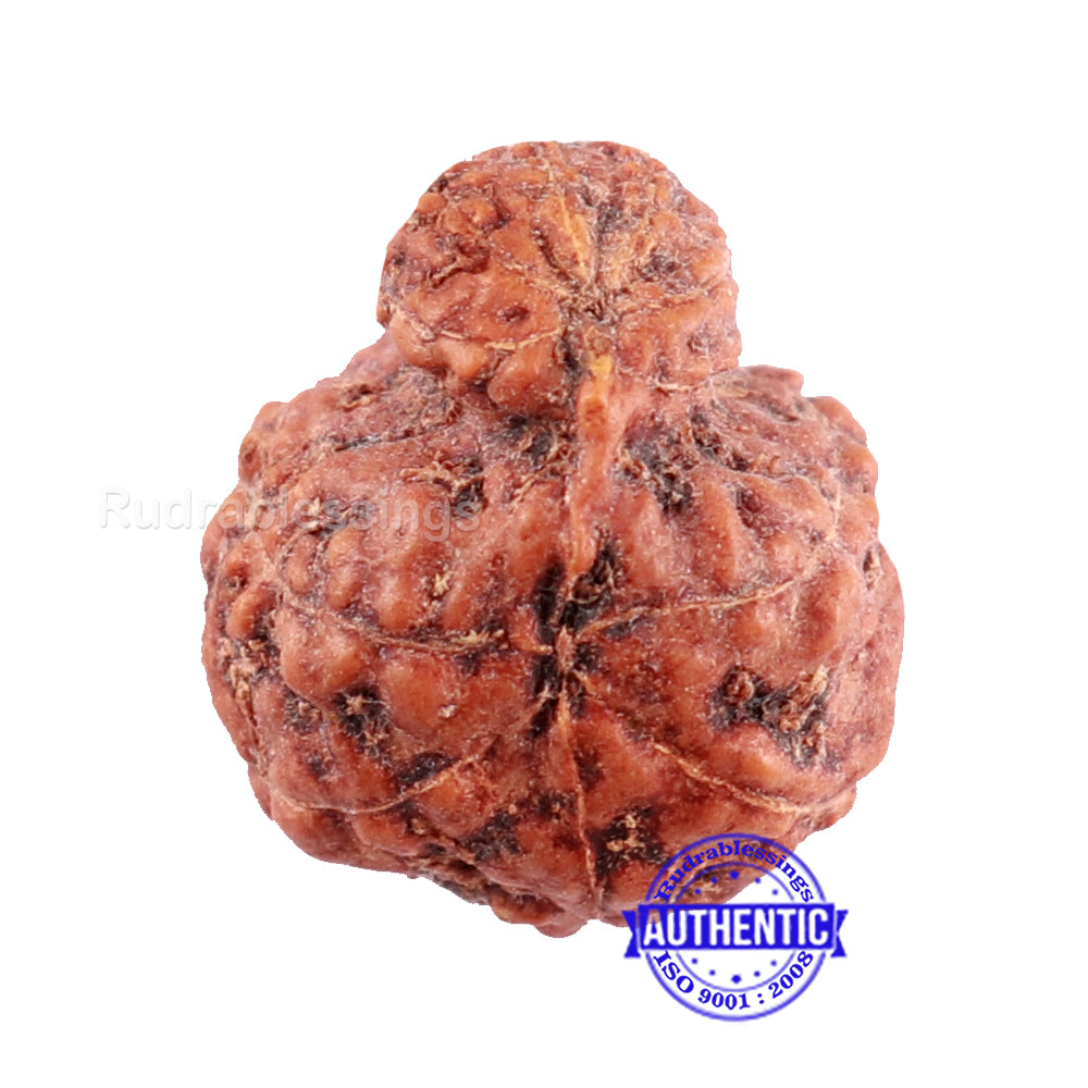 Indonesian Garbh Gauri Rudraksha - Bead No. 5