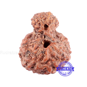 Indonesian Garbh Gauri Rudraksha - Bead No. 8