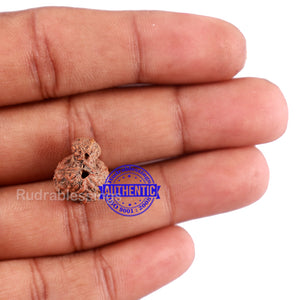 Indonesian Garbh Gauri Rudraksha - Bead No. 8