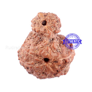 Indonesian Garbh Gauri Rudraksha - Bead No. 8