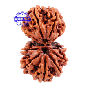 Gaurishanker  Nepalese Rudraksha Bead No. 46