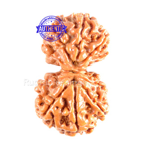 Gaurishanker  Nepalese Rudraksha Bead No. 11