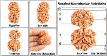 Load image into Gallery viewer, Gaurishanker  Nepalese Rudraksha Bead No. 11
