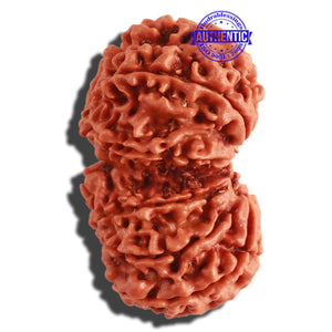 Gaurishanker Nepalese Rudraksha Bead No. 168