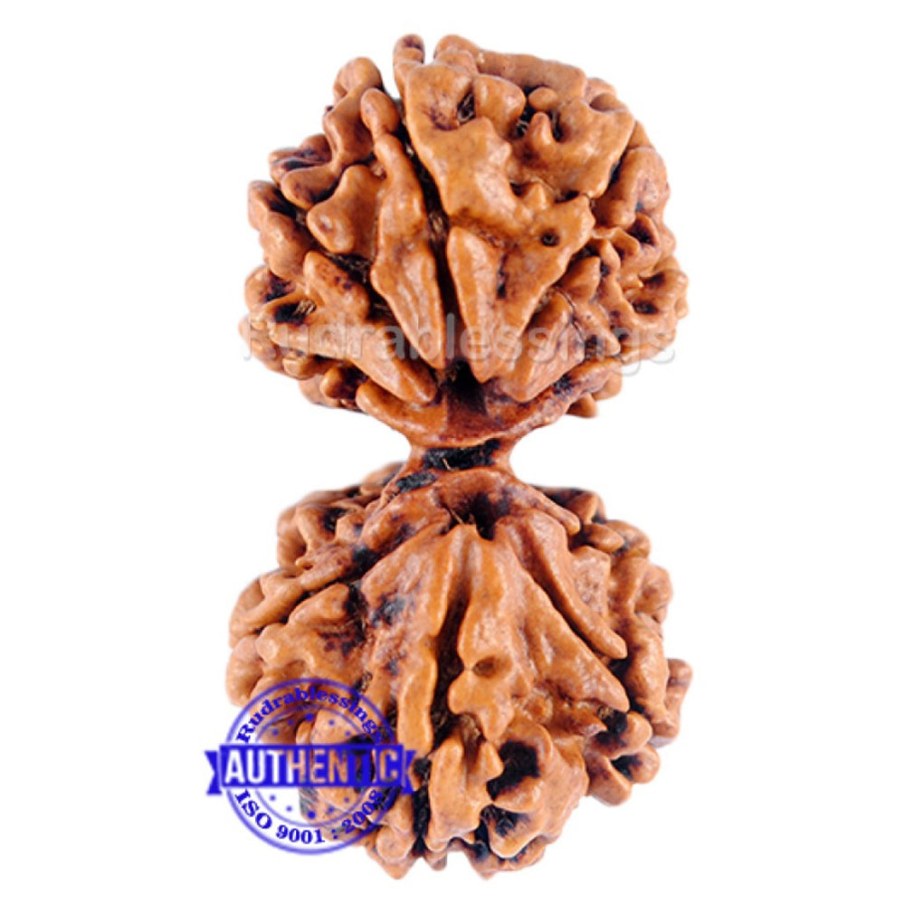 Gaurishanker  Nepalese Rudraksha Bead No. - 120