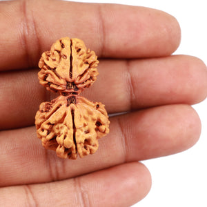 Gaurishankar Rudraksha with 8 Mukhi - Bead No. 42