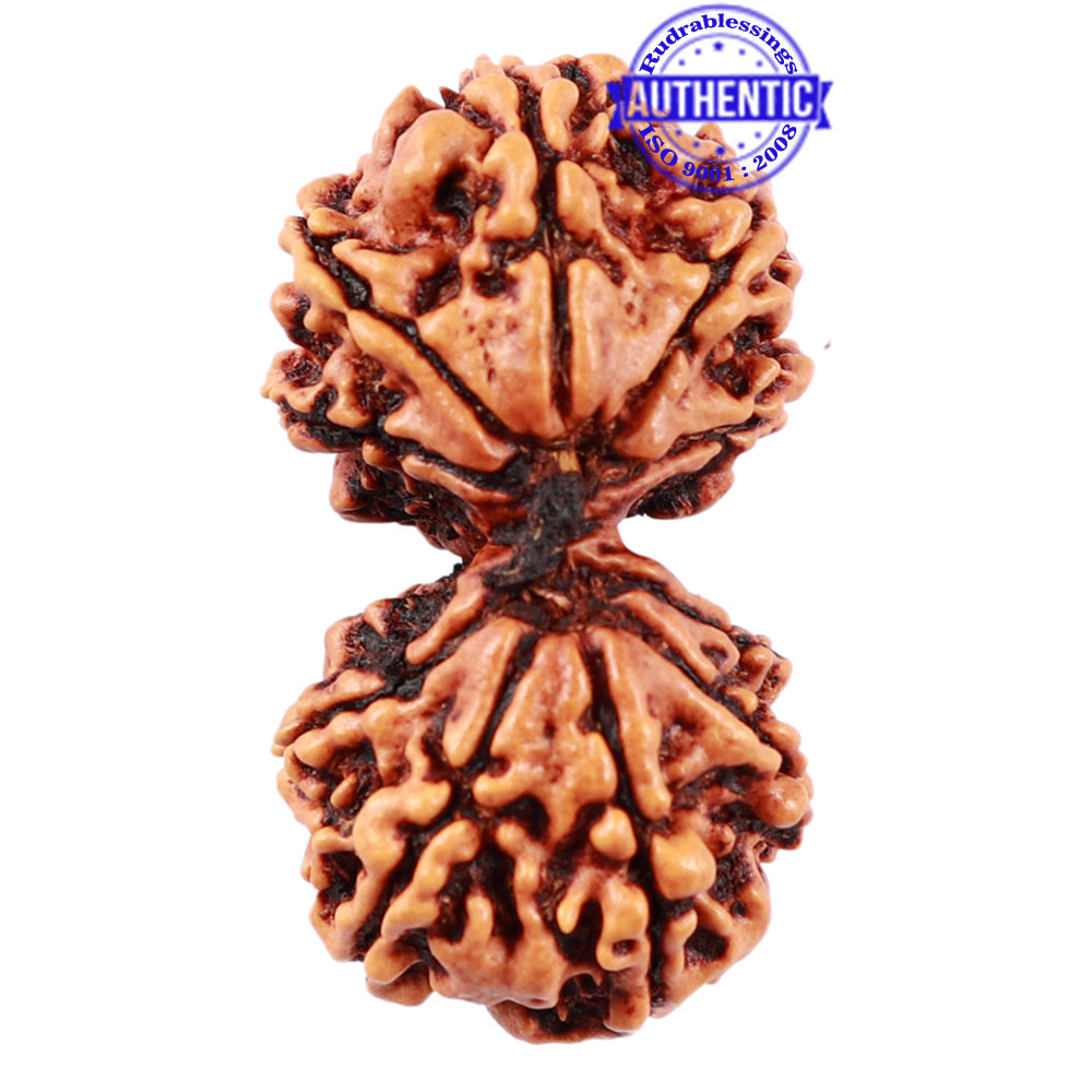 Gaurishanker Nepalese Rudraksha - Bead No. 48