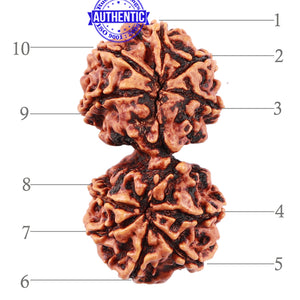 Gaurishanker Nepalese Rudraksha - Bead No. 48