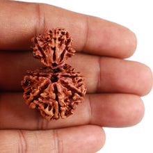 Load image into Gallery viewer, Gaurishankar Rudraksha with 8 Mukhi - Bead No. 88
