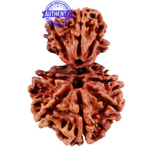 Load image into Gallery viewer, Gaurishankar Rudraksha with 8 Mukhi - Bead No. 88
