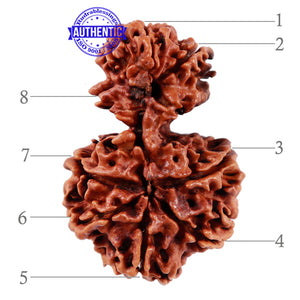 Gaurishankar Rudraksha with 8 Mukhi - Bead No. 88