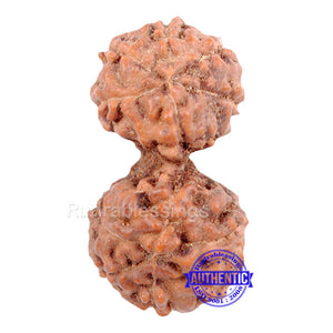 Gaurishanker Rudraksha from Indonesia - 75