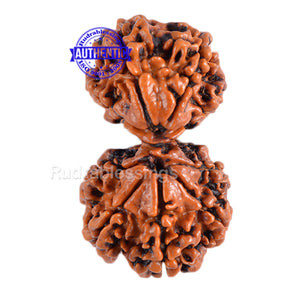 Gaurishanker  Nepalese Rudraksha Bead No. - 145