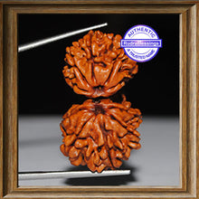 Load image into Gallery viewer, Gaurishanker Nepalese Rudraksha - Bead No. 76
