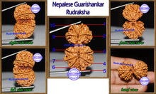 Load image into Gallery viewer, Gaurishanker Nepalese Rudraksha - Bead No. 79
