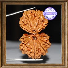 Load image into Gallery viewer, Gaurishanker Nepalese Rudraksha - Bead No. 79
