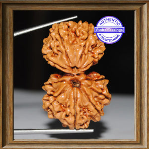 Gaurishanker Nepalese Rudraksha - Bead No. 79